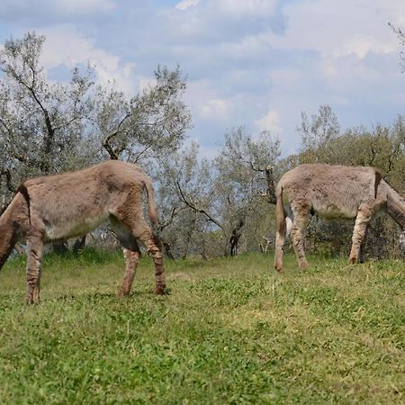 Agriturismo La Lampada Di Atena Vetralla Eksteriør billede