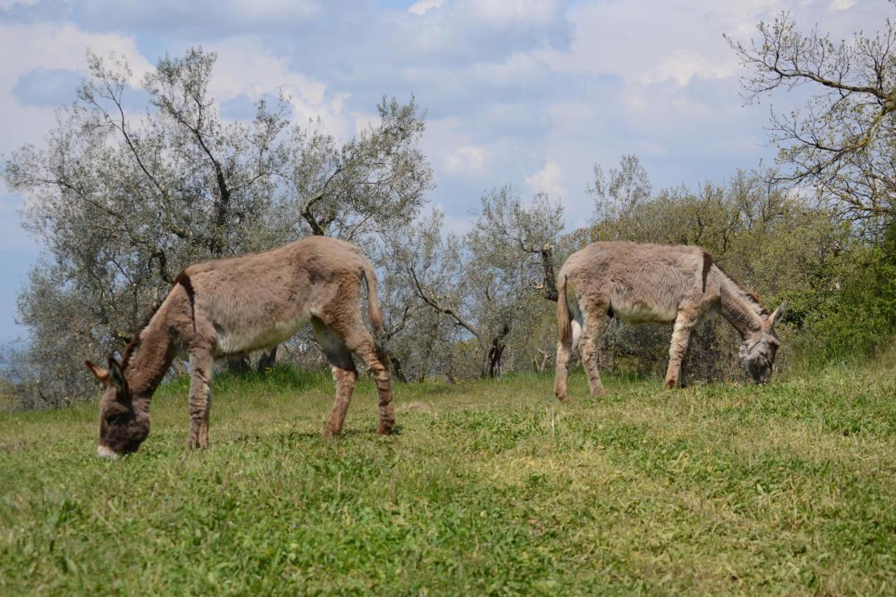 Agriturismo La Lampada Di Atena Vetralla Eksteriør billede